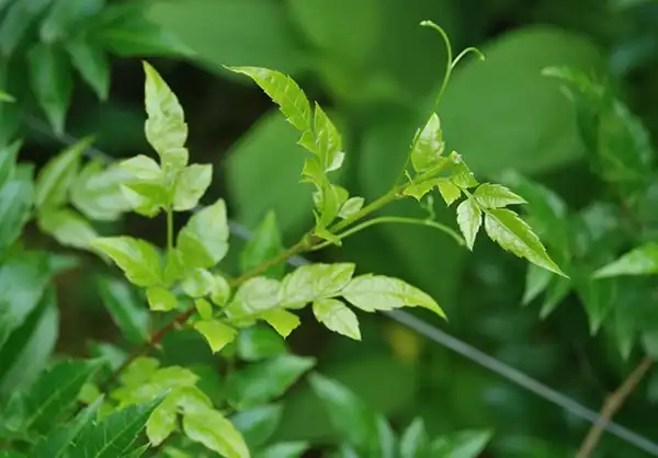 Can Vine Tea Extract Help Regulate Blood Sugar?